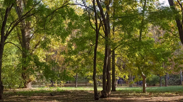 Höstlandskap Park Zones Staden Odessa Gulfärgning Foliage Ersätter Grön — Stockfoto