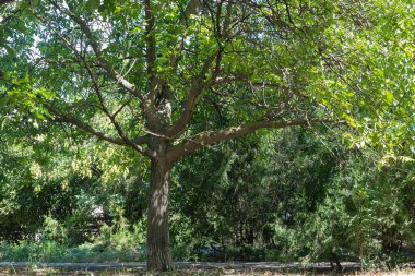Bir dişbudak ağacının gövdesinde Yeşillik Denizi 'nin Arkaplanına Karşı Alışılmadık Dallar ve Büyümeler