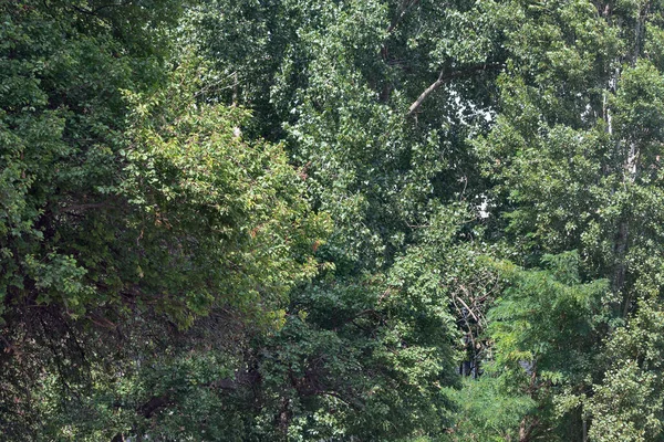 Yeşilliğin Devamlı Yeşil Halısı Kavak Elm Akasya Nın Dalları Yaprakları — Stok fotoğraf