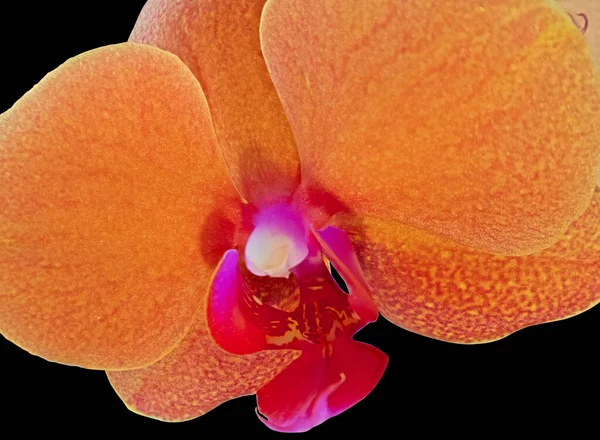 Zbliżenie Makro Fotografia Kwitnącego Pąka Orchidei Kwiat Izolacja Czarnym Tle — Zdjęcie stockowe