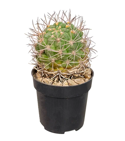 Cactus Gymnocalycium Saglione Tilcarense 1987 Latin Name Grows Flowerpot Home — Foto de Stock