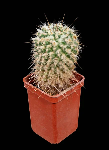 Plant Cactus Mamillaria Nejapensis Latin Name Birthplace Mexico Isolated Black — Stock Photo, Image