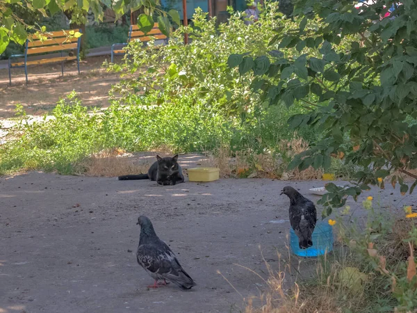 Досвідчений Чорний Кіт Два Свині Спостерігають Один Одним Тривогою Вдаючи — стокове фото