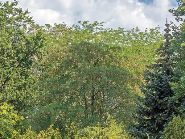 Acacia Est Densément Recouvert Gousses Mûres Nichons Parmi Les Sapins — Photo