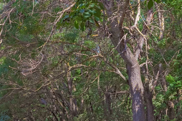 Eski Solmuş Ağacın Dalları Ağaçların Parlak Yeşil Yeşilliği Nin Arkaplanına — Stok fotoğraf