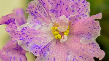 Kostina Fantezi Çeşitliliğinin (Rusça) Violet Flower 'ının Macro Fotoğrafı. Arkaplan bulanık