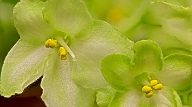 Variety Emerald Love 'ın (Latince) Violet Flower' ının Macro-Shot 'u. Arkaplan bulanık