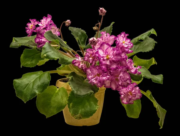 Violeta Variedade Jan Minuet Russo Pontilhado Com Flores Duplas Brancas — Fotografia de Stock