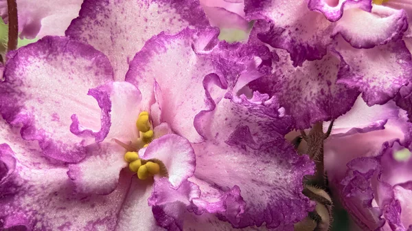 Macro Shot Violet Flower Jan Minuet Variety Russian Terry White —  Fotos de Stock