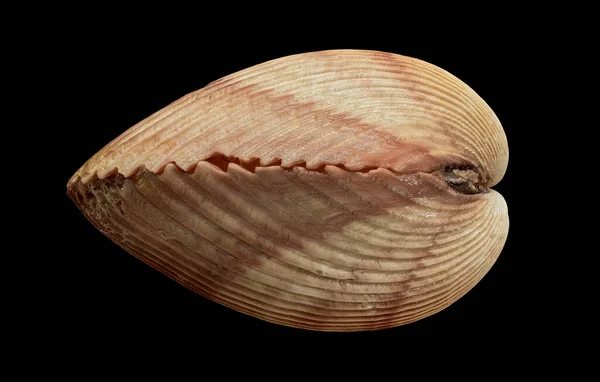 Shell Bivalve Sea Mollusk Vasticardium Elongatum Latin Name Side View — Stockfoto