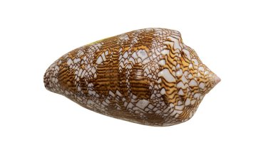The Shell of the Sea Mollusk Conus Textile (Latin Name). View from Above. Isolated On White Background 