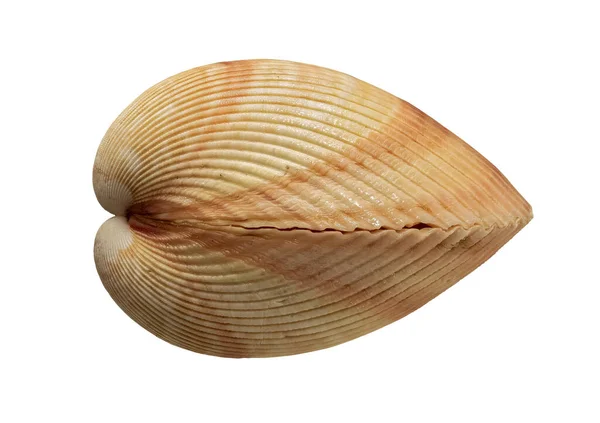 Muschel Der Muschel Marine Mollusk Vasticardium Elongatum Lateinischer Name Blick — Stockfoto