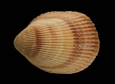 The Shell of the Bivalve Marine Mollusk Vasticardium Elongatum (Latince adı). Yukarıdan görünüm. Siyah Arkaplanda İzole Edilmiş