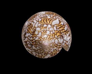 The Shell of the Sea Mollusk Conus Textile (Latince adı). The Top of the Cone 'dan görüntü. Siyah Arkaplanda İzole Edilmiş