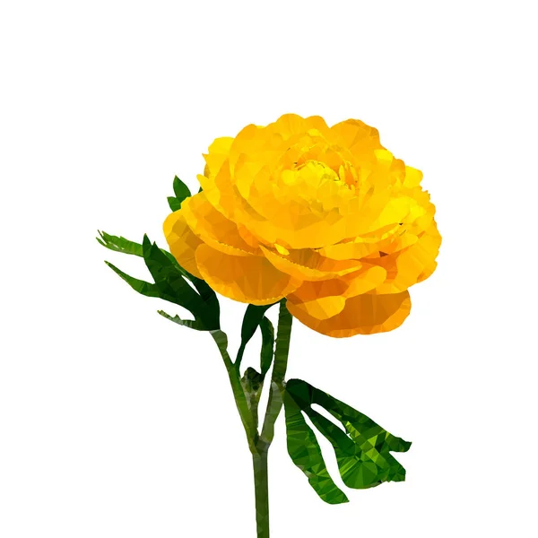 Vector Stytized Image Yellow Primrose Flower Russian Name Drawn Triangulation — 스톡 벡터