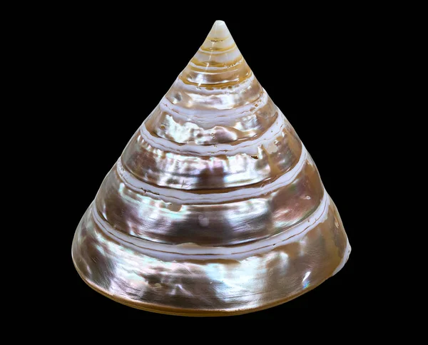 Die Muschel Des Meeresweichtieres Tectus Pyramis Pearl Lateinischer Name Seitenansicht — Stockfoto