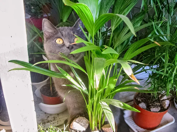 Gato Esponjoso Raza Azul Rusa Lengua Rusa Ojos Anchos Mira — Foto de Stock