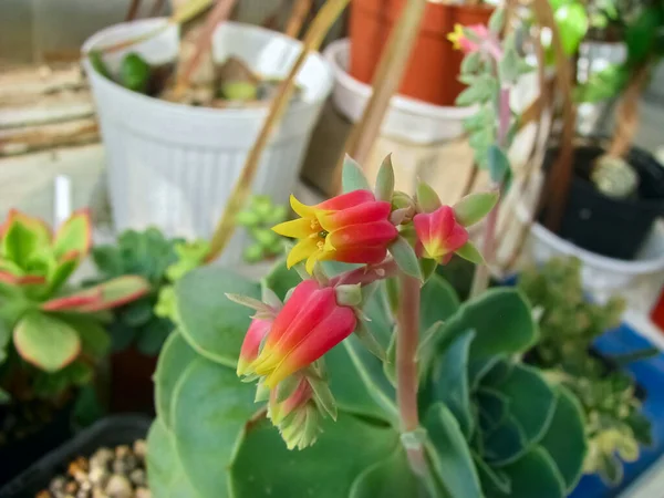 Flowering Plant Echeveria Elegans Latin Name Releasing Bunch Orange Yellow — Stock Photo, Image