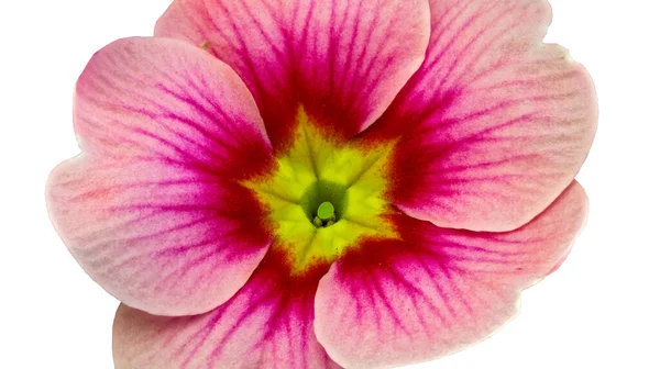 Κόκκινο Και Λευκό Λουλούδι Του Φυτού Primula Primula Λατινικό Όνομα — Φωτογραφία Αρχείου
