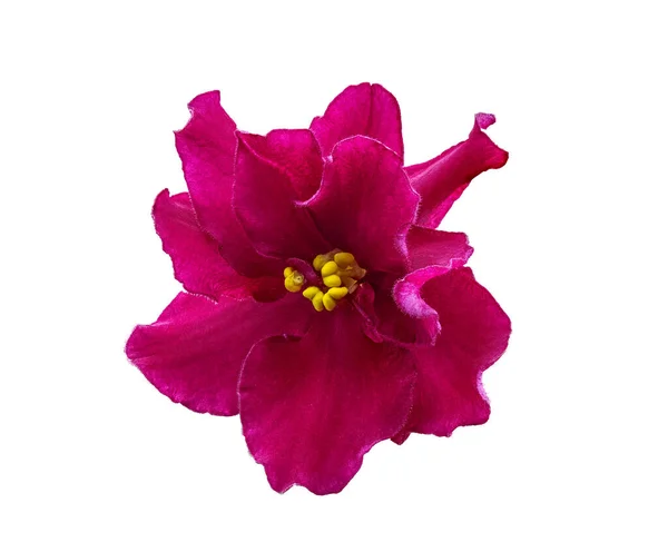 乌桑巴利亚紫罗兰 红色和卡明彩色花的宏观镜头 孤立的黑人背景 — 图库照片