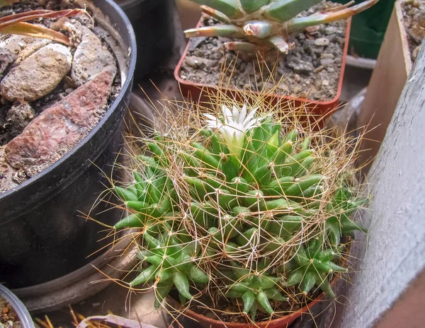 Die Knospe Der Weißen Pflanze Dolichothele Camptotricha Cactus Lateinisch Kaktus — Stockfoto