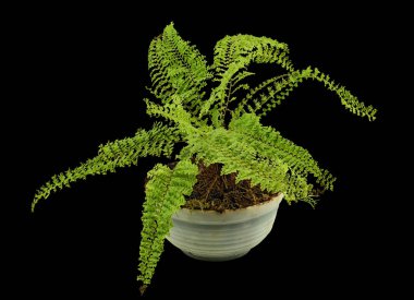 The Fern Plant Spreads Its Carved Branches Wide in The Home Collection. Isolated On Black Background 