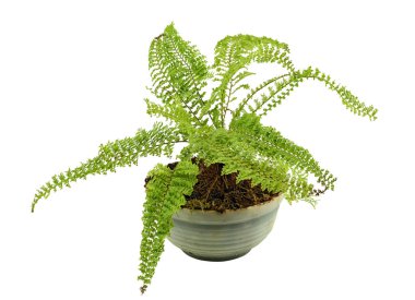 The Fern Plant Spreads Its Carved Branches Wide in The Home Collection. Isolated On White Background 