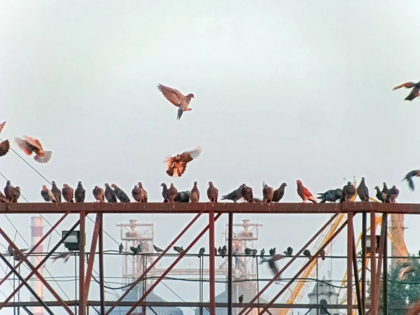 Troupeau Pigeons Petit Matin Niché Confortablement Sur Une Structure Métallique — Photo