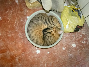 Tüylü Kaplan Renkli Kedi Çimento Havan Havzasında Kendine Konforlu Yatak Yaptı 