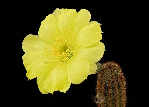 Cactus Lobivia Chrisanta的黄色花朵 拉丁文 孤立的黑人背景 — 图库照片