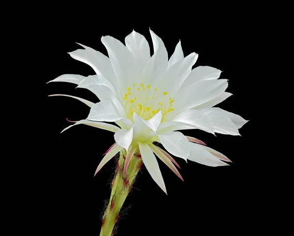 Квітка Білими Пелюстками Рослина Ехінокактус Зблизька Відокремлені Чорному Фоні — стокове фото