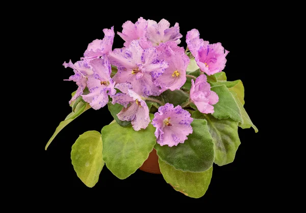 Violett Cultivar Uzambarian Hybrid Ryska Dekorerad Med Fläckiga Blommor Lila — Stockfoto