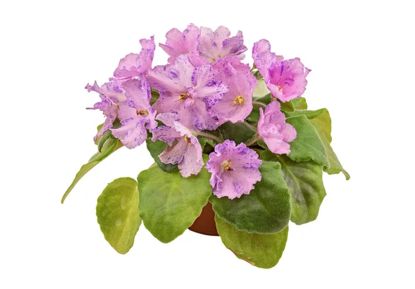 Violeta Cultivar Uzambarian Híbrido Russo Decorado Com Flores Manchadas Tom — Fotografia de Stock