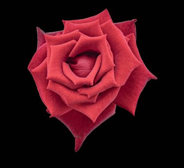 Zengin Kırmızı Renkli Gül Bud Siyah Arkaplanda İzole Edildi