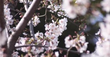 Bahar mevsiminde Tokyo 'da kiraz çiçekleri açar..