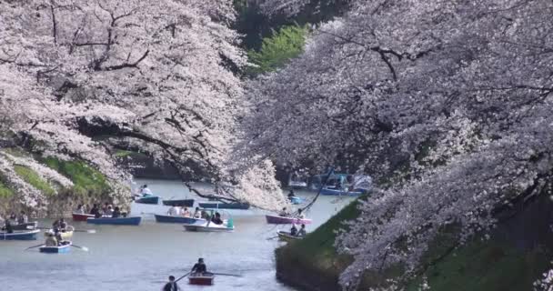 Flores de cerezo en el parque Chidorigafuchi en Tokio durante el día — Vídeo de stock
