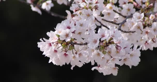 Kersenbloesems in Tokio in het voorjaar overdag. — Stockvideo