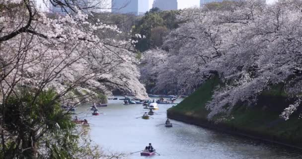 Kirschblüten im Chidorigafuchi-Park in Tokio tagsüber — Stockvideo