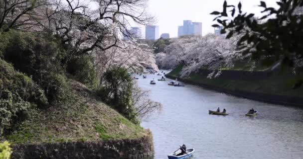 Cseresznyevirág a chidorigafuchi parkban Tokióban napközben — Stock videók