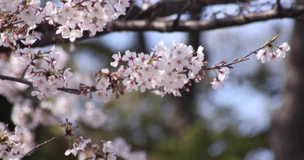 Una cámara lenta de flor de cerezo en Tokio en primavera — Vídeos de Stock