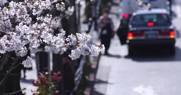 Un rallentatore di fiori di ciliegio a Tokyo durante il giorno della stagione primaverile — Video Stock