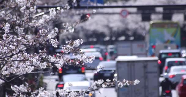 Wolny ruch wiśni kwiat w Tokio w wiosennym sezonie dziennym — Wideo stockowe