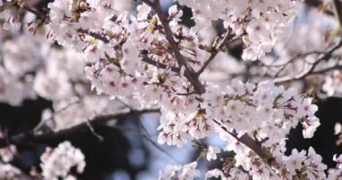 İlkbahar mevsiminde Tokyo 'da kiraz çiçeğinin yavaş bir çekimi. Gündüzleri yakın çekim.