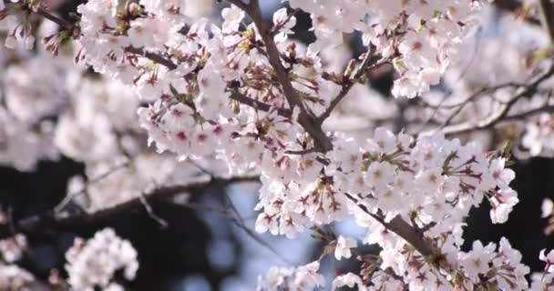Un rallentatore di fiori di ciliegio a Tokyo durante la stagione primaverile — Video Stock