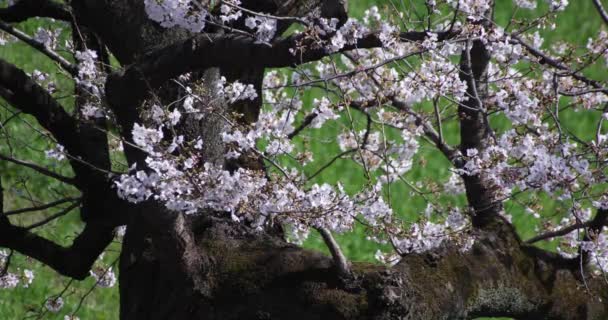 Αργή κίνηση άνθους κερασιάς στο Τόκιο την ανοιξιάτικη περίοδο — Αρχείο Βίντεο