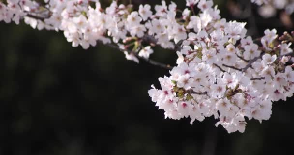 Een langzame beweging van kersenbloesem in Tokio in het voorjaar overdag close-up — Stockvideo