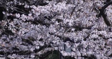Bahar mevsiminde Tokyo 'da kiraz çiçeğinin yavaş çekimleri