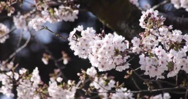 İlkbahar mevsiminde Tokyo 'da kiraz çiçeğinin yavaş bir çekimi. Gündüzleri yakın çekim.