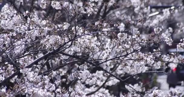 Una cámara lenta de flor de cerezo en Tokio en primavera — Vídeos de Stock