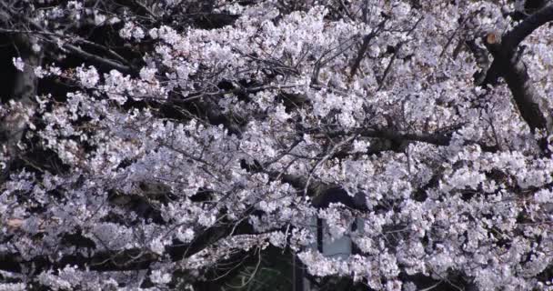 A cseresznyevirág lassú mozgása Tokióban a tavaszi napszakban